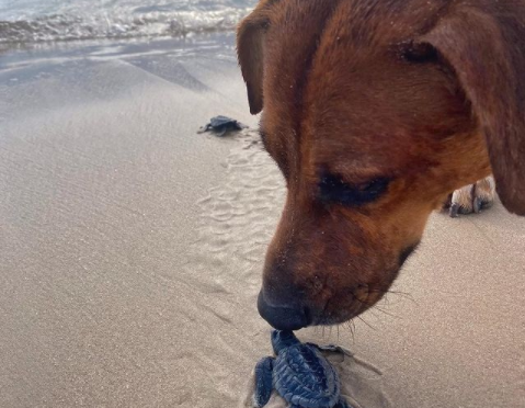Solovino, el perro que cuida a las tortugas recién nacidas en playa Miramar