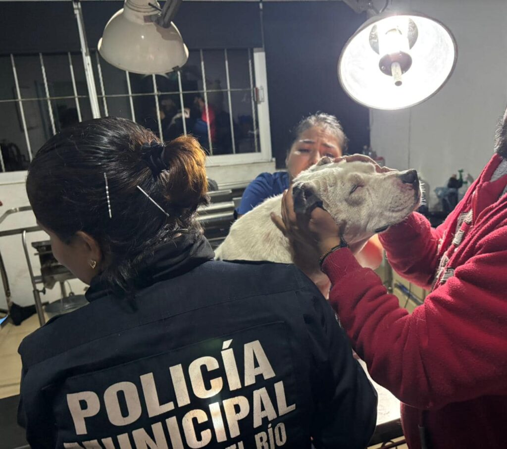 Intervención oportuna ante caso de maltrato animal en San Juan del Río