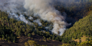 Casi 700 hectáreas afectadas por incendios forestales en Querétaro