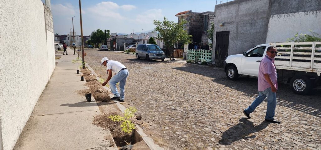 Reforestan la 3ra. Sección de Haciendas de San Juan con apoyo de la comunidad