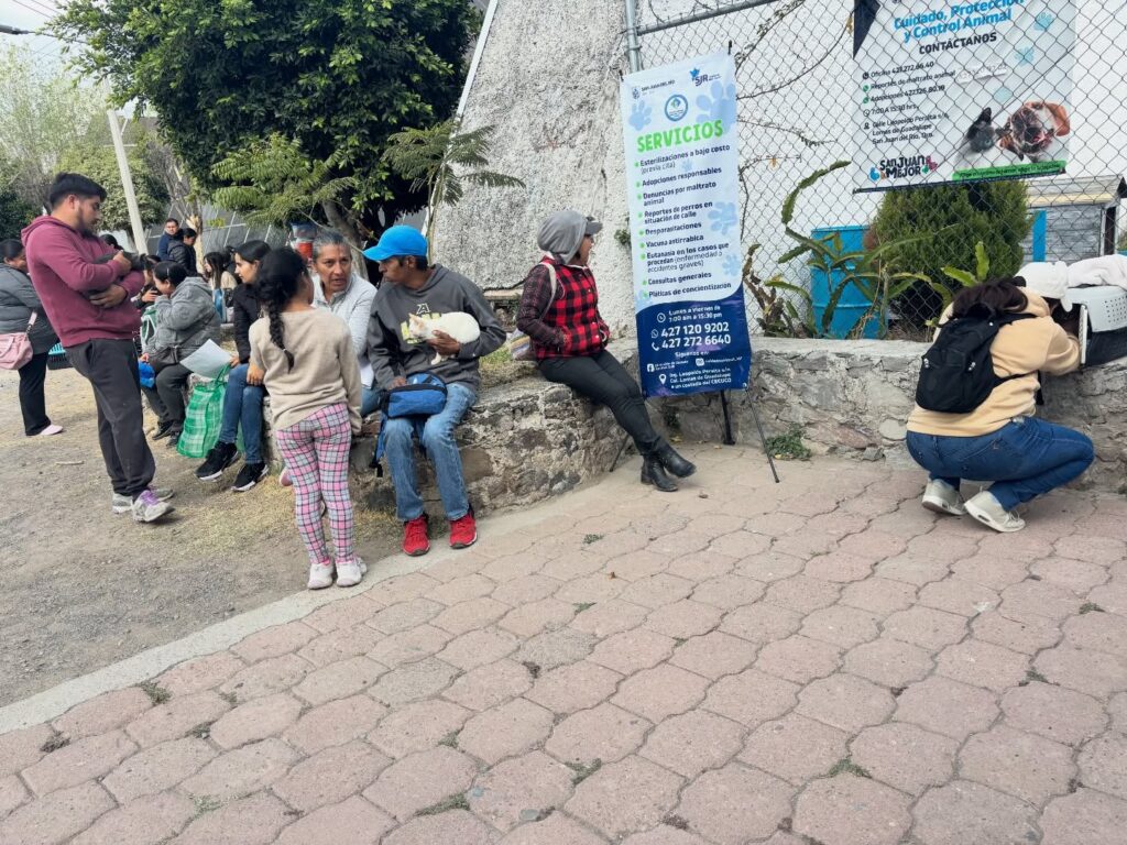 Realizan primera campaña de esterilización masiva gratuita en San Juan del Río