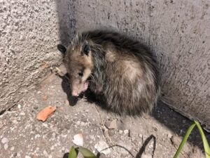 Resguardan y liberan tlacuache en la zona oriente de San Juan del Río
