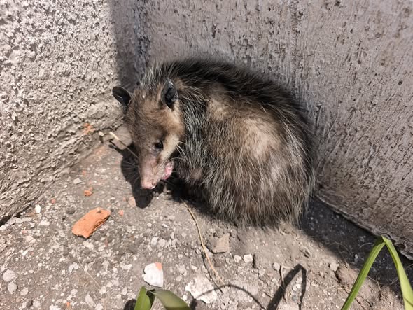 Resguardan y liberan tlacuache en la zona oriente de San Juan del Río