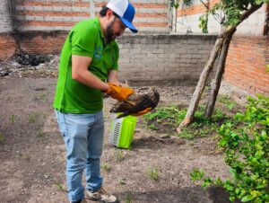 Dirección de Cuidado Animal rescata a búho cornudo herido en un domicilio de San Juan del Río