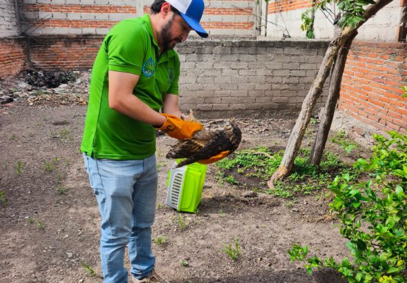 Dirección de Cuidado Animal rescata a búho cornudo herido en un domicilio de San Juan del Río