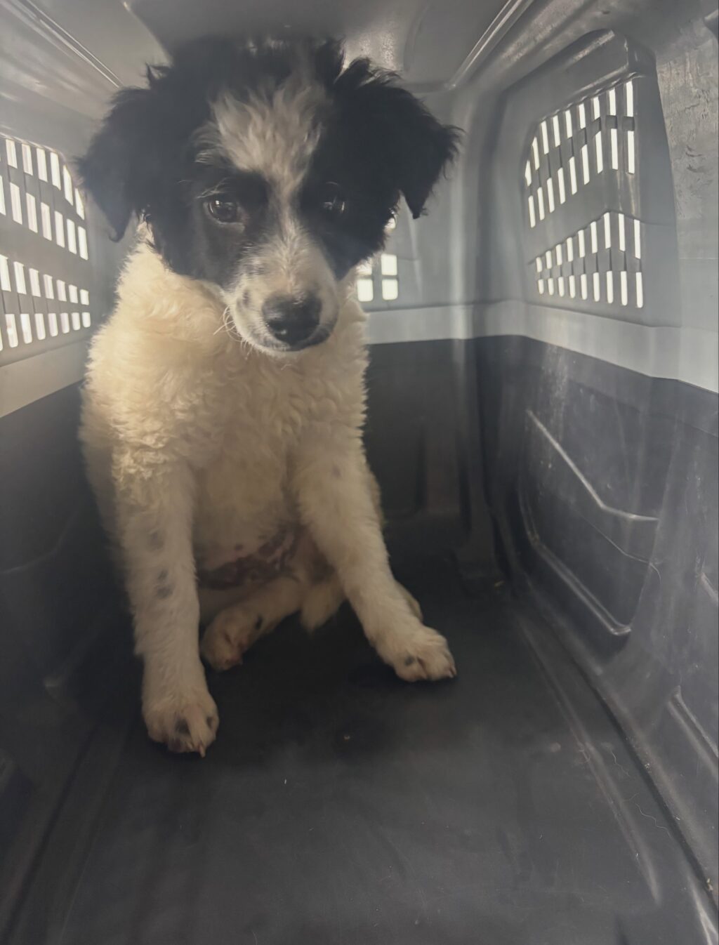Dirección de Cuidado Animal rescata a cachorro tras reporte ciudadano en San Juan del Río