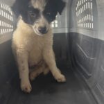 Dirección de Cuidado Animal rescata a cachorro tras reporte ciudadano en San Juan del Río