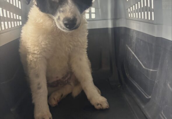 Dirección de Cuidado Animal rescata a cachorro tras reporte ciudadano en San Juan del Río