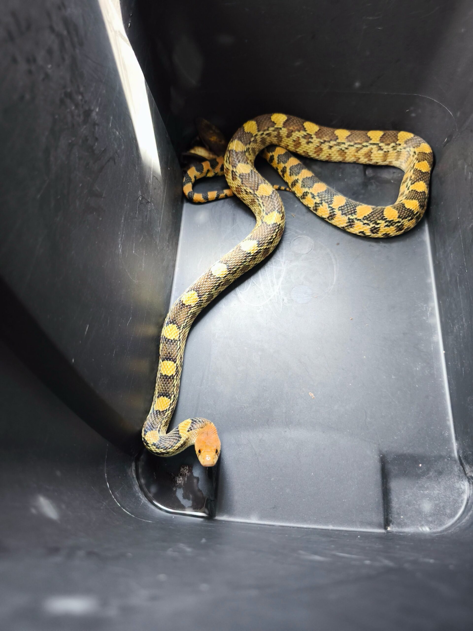 Resguardan y liberan serpiente alicante localizada en un domicilio de Granjas Banthí