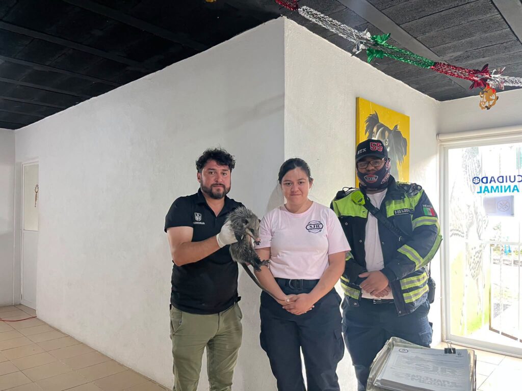 🦝🚒 BOMBEROS RESCATAN A TLACUACHE TRAS SER ATROPELLADO EN SJR