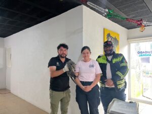 🦝🚒 BOMBEROS RESCATAN A TLACUACHE TRAS SER ATROPELLADO EN SJR