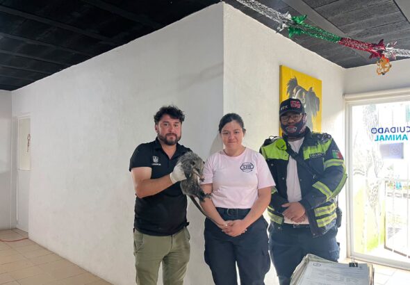 🦝🚒 BOMBEROS RESCATAN A TLACUACHE TRAS SER ATROPELLADO EN SJR